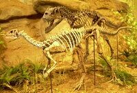Dryosaurus and Ceratosaurus skeletons.